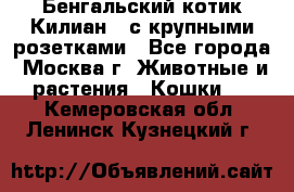 Бенгальский котик Килиан , с крупными розетками - Все города, Москва г. Животные и растения » Кошки   . Кемеровская обл.,Ленинск-Кузнецкий г.